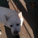 백구로-1 이미지