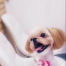 뚱지