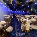 광산농장 이미지