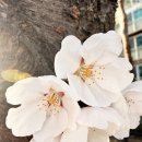 어느봄날 | 어느 봄날.