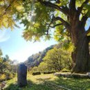 천 년 동안 마을의 말을 들어준 나무 &#39;칠곡 말하는 은행나무&#39; 이미지