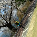 춘천의 벚꽃 이미지