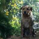 칙 플라잉 이미지