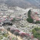 섬진강매화로 이미지