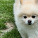 도그하우스 애견샵 이미지