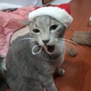 고양이 모자 | 다이소 펫 산타 모자 구입후기 크리스마스 반려동물 고양이 강아지 모자 추천템