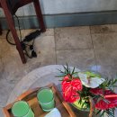 허니문식당&슈퍼 | [후기] 모리셔스 롱비치 허니문 숙소 후기