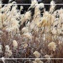 초겨울 연가 / 靑山 손병흥 이미지