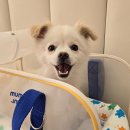 딩글딩글고양이 | 만두의 이동가방일대기(쏘오옥 스마트 슬링백/ 멈머 윈디백/ 구루구루 위고백/ 마이플러피 업백/ 아르르...