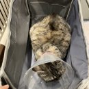 베스트프렌드 동물병원 이미지