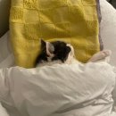 파스텔동물병원 이미지