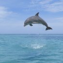 물뿜는 고래 이미지