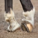 분당승마클럽 이미지