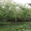 제주 신례리 왕벚나무 자생지 이미지