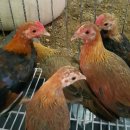 게임잉글리쉬 이미지