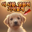 동양애견 강아지분양 고양이분양 | [대전/분양샵] 대전 강아지분양 고양이분양 동양애견 입양 후에도 관리 팁을 알려주는 든든한 곳
