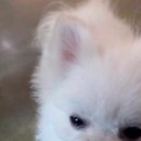 더왈츠앤조이피아 이미지