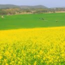 백일홍명품길 | 2026년 5월 축제 참외·수박·녹차·공룡까지, 5월 놓치면 후회할 봄 축제 5