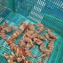 용관네상회 이미지