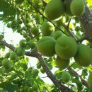 혜성부동산공인중개사사무소 이미지