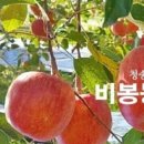 청송사과 - 수원시 장안구 경수대로878번길 12 | 청송사과