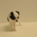 유올펫 강아지고양이 청주점 이미지