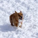 해운대 24시 동물의료원 이미지