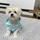 야옹아멍멍해봐 수원대융건릉점 이미지