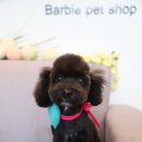 애견미용실 바비펫 이미지