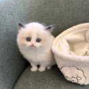 미니펫 강아지분양 고양이분양 수원점 | 새로운 가족을 만났어요! 수원고양이분양 전문 '독스캣 강아지입양 고양이분양 수원점' 방문 후기 🐾