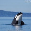 고래반점 이미지