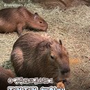 영등-현장-영등포-760334 | 영등포 주렁주렁 동물원 카피바라 덕후