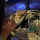 로즈마리 | 홍천 계곡 비발디파크펜션 애견동반 가능한:밸리뷰 펜션 로즈마리 후기