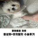 짱아 | 짱아 중성화+발치 수술후기(일반적인 과정)