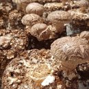 반딧불태권도장 이미지