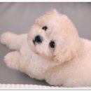 애니멀즈동물병원 이미지