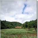 [평창]소설처럼 아름다운 메밀꽃밭 2 - 두개의 효석 생가와 섶다리 풍경 이미지