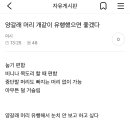 양갈래 머리 개같이 유행했으면 좋겠다 이미지