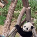 오이모