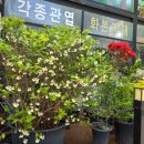 천사꽃집 - 속초시 동해대로 4272 | 전주 꽃다발 맞춤으로 준비한 천사꽃집 집들이 선물 후기