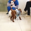 좋아서하는동물병원 이미지