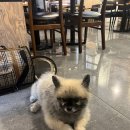 (주)건맨 | 퐁치깡론이다냥~❤️