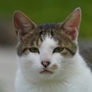 321베렌도 이미지