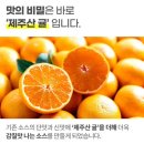 유튜버 히밥이 만든 히밥 바비 제주 통등심 돈까스 리뷰 솔직후기