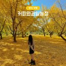 은행나무농장 | 커피와과일농장 가평 은행나무 카페 실시간