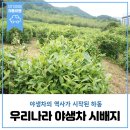 대한민국 알프스하동 제25회 전국시조경창대회 | 우리나라 야생차의 역사가 시작된 하동, 쌍계사 차나무 시배지