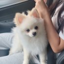 사랑옵개 이미지