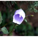 금강초롱 이미지