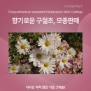 지리산골감국농부 이미지