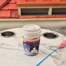 딜리셔스컵 | 명동 고양이카페 루프캣미 방문 후기 귀여운 고양이 가득 힐링 공간